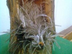 �������� ���������� ���