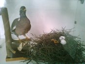 ��������